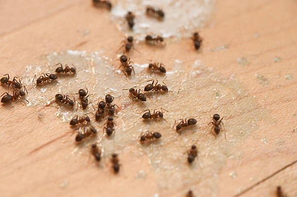 Best Exterminator Services  in Bling, AR