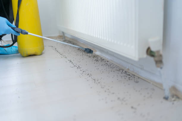 Best Termite Control Services  in Bling, AR